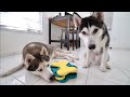 How Smart Is My Husky Puppy and His Dad? Dog IQ Test!