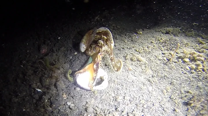 Coconut Octopus building a home - HD