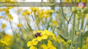 سورة الإسراء بصوت حمزة بلخضري