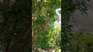 #virelchannel #song #kuwaitview #fridaymusic #sascribe #ytshorts #construction #ytviral #masques #fk