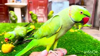 Natural Ringneck Sounds | Relaxing Indian Ringneck Parrot Chirping & Whistling in HD screenshot 4