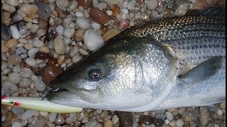 30-pound Topwater Surf Fishing Striper and Hook Caution