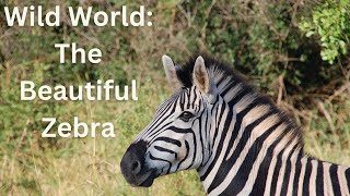 Wild World: The Beautiful Zebra by Arthur and the Animal Kingdom 227 views 3 months ago 6 minutes, 46 seconds