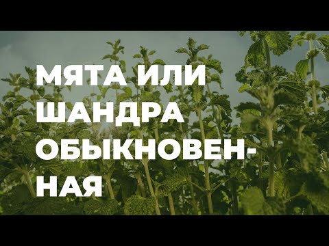 Видео: Как посадить конскую мяту?