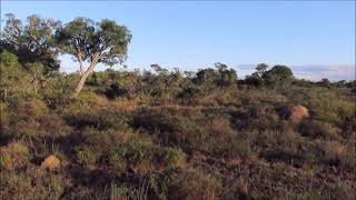Sunrise chorus in May in the Eastern Cape bush