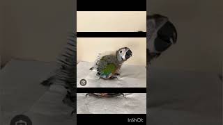 Growth Of Den Collered Macaw