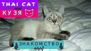 История ТАЙСКОГО КОТА-Иммигранта. Кузя. Знакомство История ТАЙСКОГО КОТА-Иммигранта. Кузя. Знакомство