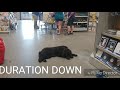 Newfoundland board and train. Margo before and after training. Wichita dog training Newfoundland board and train. Margo before and after training. Wichita dog training