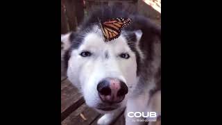 Dog vs Butterfly