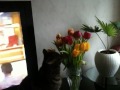 funny Cat eat a flower