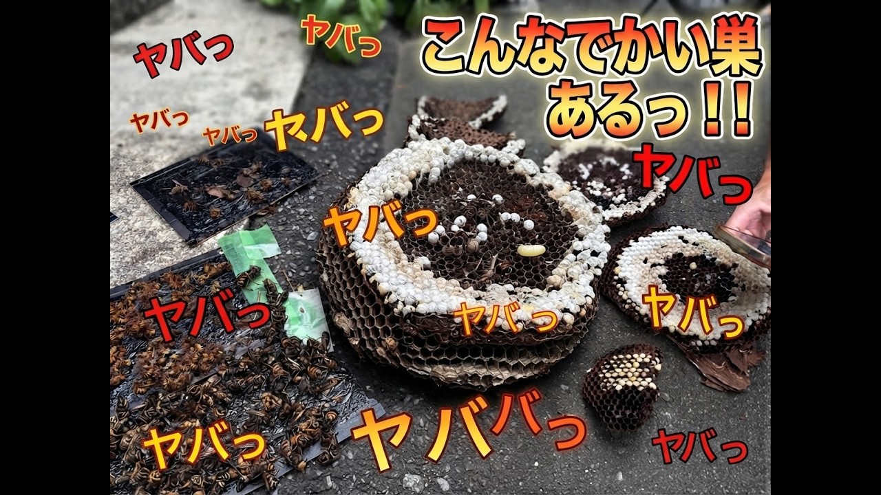 2026年の8月 とんでもない大きさになった巣を見つけたが・・・ - YouTube