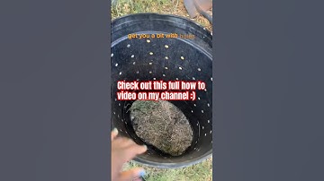 Starting DIY Compost Bin #compost #homecompost #composting #compostfairy #compostbin #short #shorts