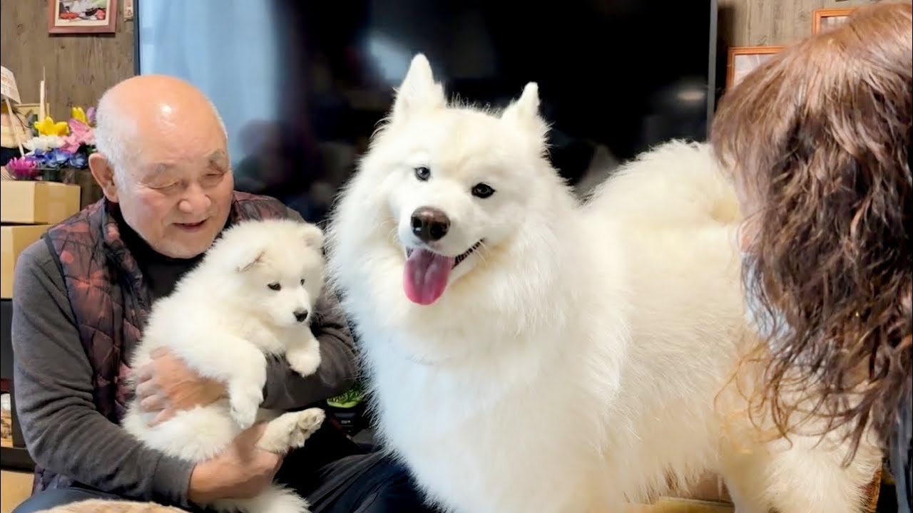 7-Month Reunion: Excited Big Dog and Puppy's First Trip Home - YouTube