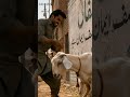 Bakra Eid par kiya hua | KBLP 2