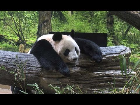 新パンダ舎のリーリーとシンシン - YouTube