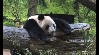 新パンダ舎のリーリーとシンシン