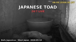 Japan Herp Live - Japanese Toad 2026-05-18 21:00〜09:00 JST [Night]