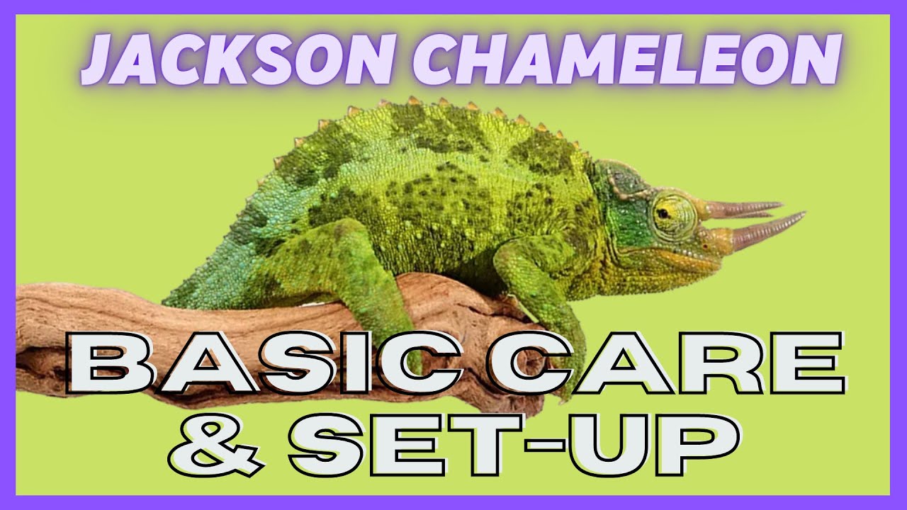 leopard print UGR - Jackson Chameleon Care Video