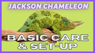 Ugr - Jackson Chameleon Care Video