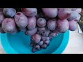 Грозди винограда для реализации