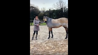 Beautiful horse transformation