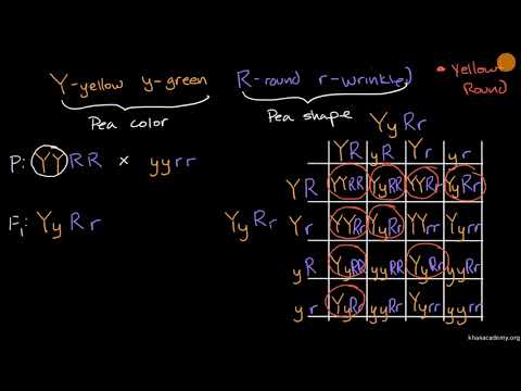 Dihybrid cross and the law of independent assortment