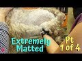 I had no idea grooming my matted dog was this hard PT1 of 4