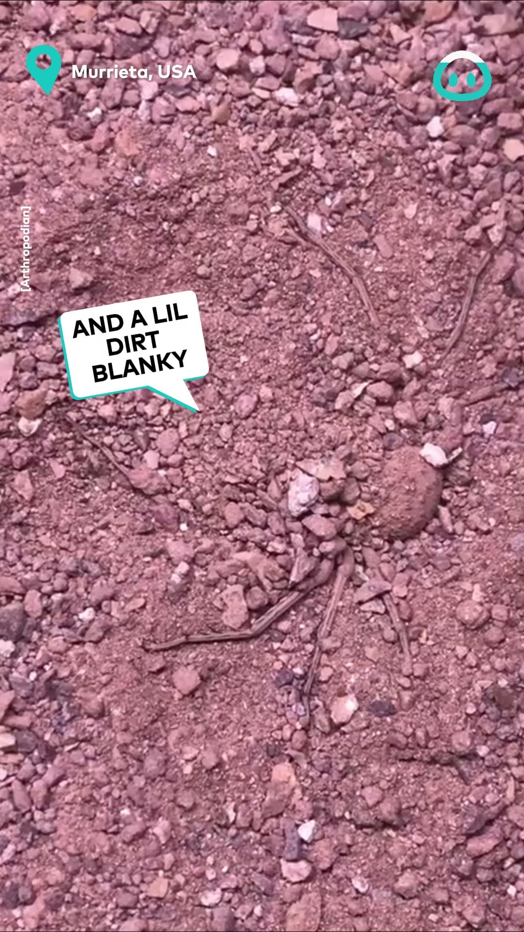 Sneaky Spider Buries Herself || ViralHog