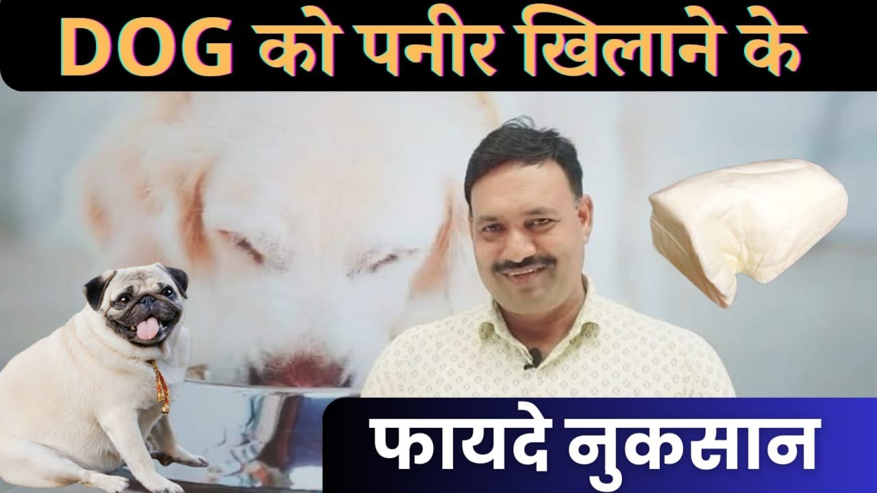 Cheese good for dog / Dog ko Paneer Khilana chahiye / Dog ko paneer