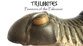TRILOBITES: Pioneers of the Paleozoic
