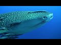 Whale sharks the biggest fish on the planet  earth odyssey