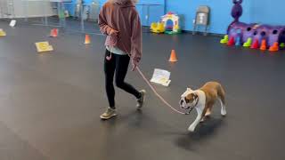 AKC Virtual Rally Intermediate Course #2