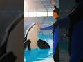 “Epic Orca Performance Finale”#OrcaPerformance #OceanLife #Shorts
