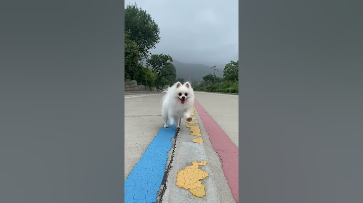 Nico: you almost hurt my hand! 😭#cute #dog #doglover #funnymoments #smartnico