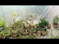 This is How i Made Polyhouse on Terrace For Winter #gardening #plants #polyhouse #bonsai #greenhouse