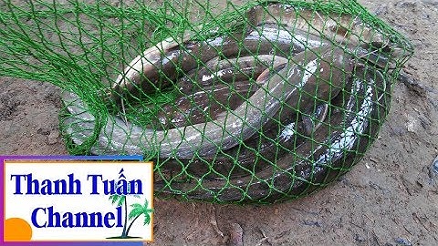 Về Miền Quê Cấm Câu Bắt Cá Đồng Thật Là Thích | TTCN_24