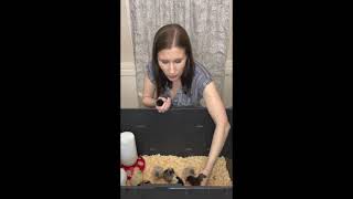 Meyer Hatchery Unboxing