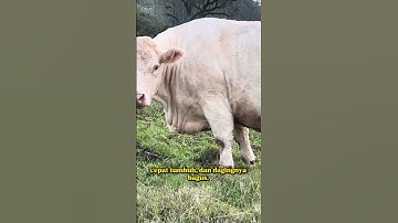 Sapi simental #shorts #sapi #sapisimental