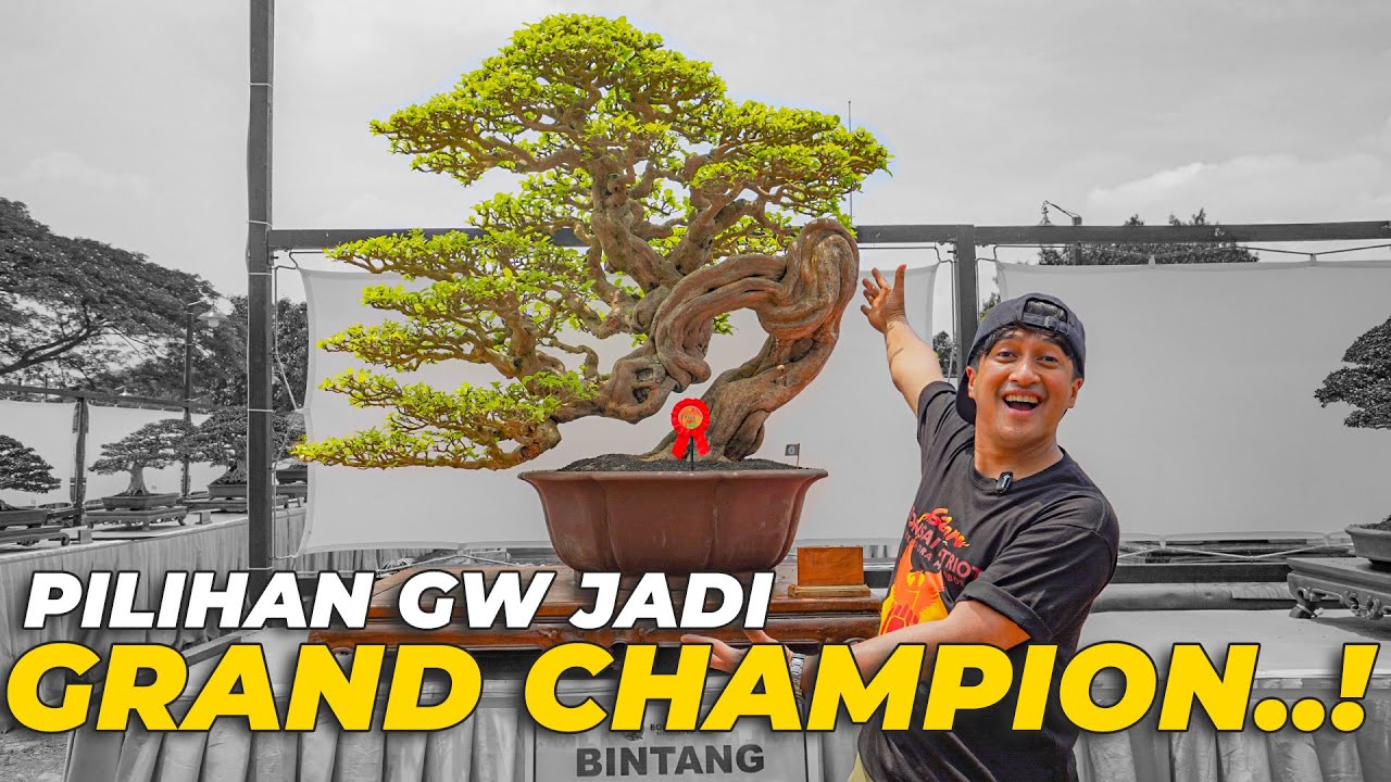 PERTAMA KALI JADI JURI KONTES BONSAI..! SELERA GW KATANYA BAGUS