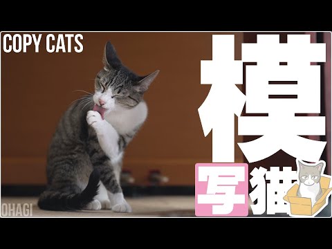 かわいい模写猫