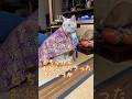 【猫和尚】高僧来訪 #猫のいる暮らし #cat #猫動画