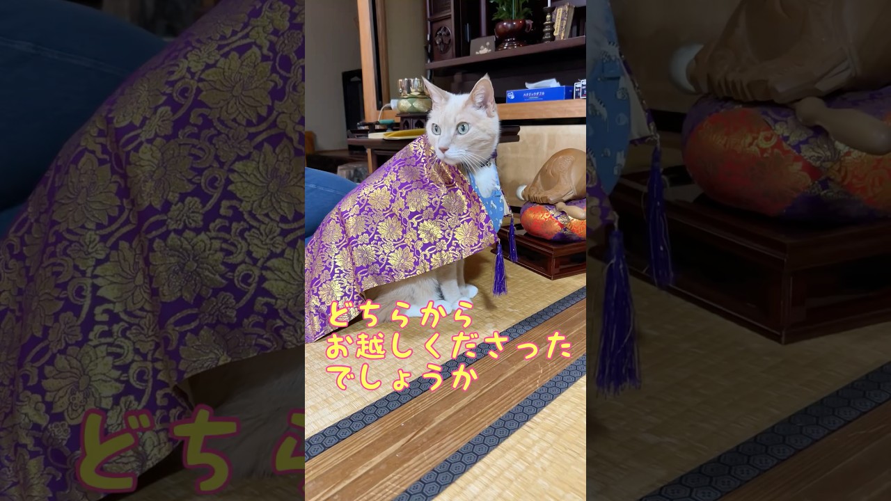 【猫和尚】高僧来訪 #猫のいる暮らし #cat #猫動画
