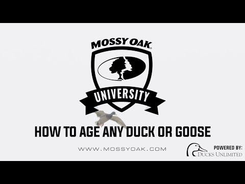 How To Alter Eine Ente