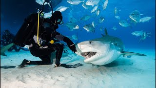 Tigerbeach Bahamas Master | Tigerhaie, Hammerhaie und Bullenhaie | WiroDive Tauchsafari #abgetaucht