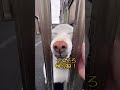ご飯をもらえるわけじゃないのに喜んでくれるポポちゃん#shorts#犬