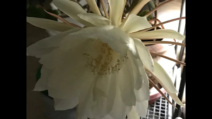 Canning Lemon Garlic Green Beans and Picture of Night Blooming Cerius