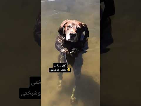 فعلا توی بدبختی غرقم نجات پیدا کنم ویدیو ضبط میکنم