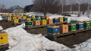 Весна на пасеке, первый облет 2025☀️