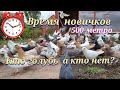 Голуби пришло время новичков(командировка) Doves it's time for beginners (business trip)