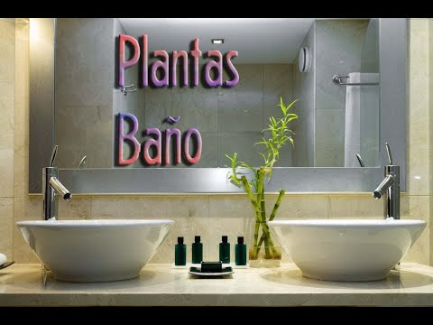 Video: Plantas Para Un Baño Con Ventana